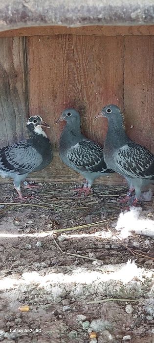 Vând pui voiajori 2026 luna Martie