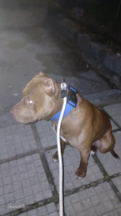 Питбул (питоподобно)