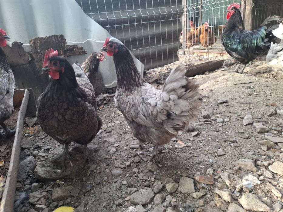 Australorp cauta altă casă. Gaini 2025.