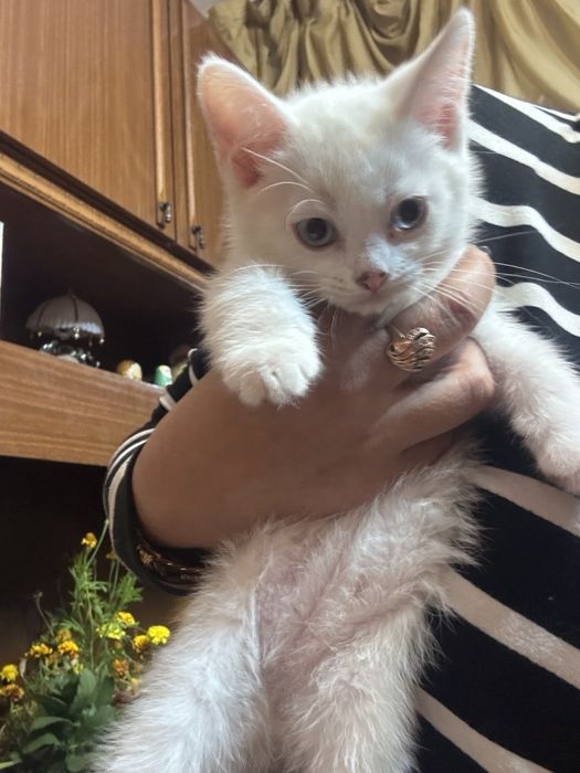 Отдам котёнка бесплатно