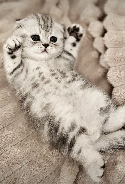 КоТикИ  ШотЛанДскиЕ