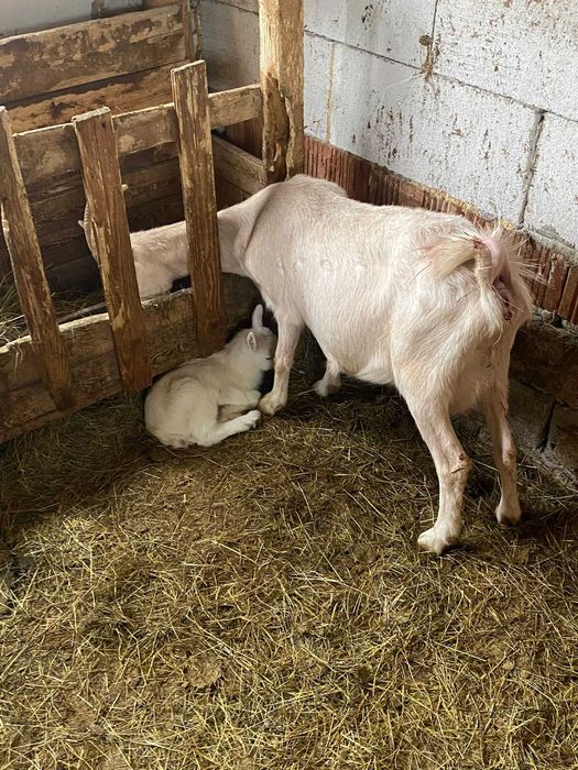 Vand o capra si o iada