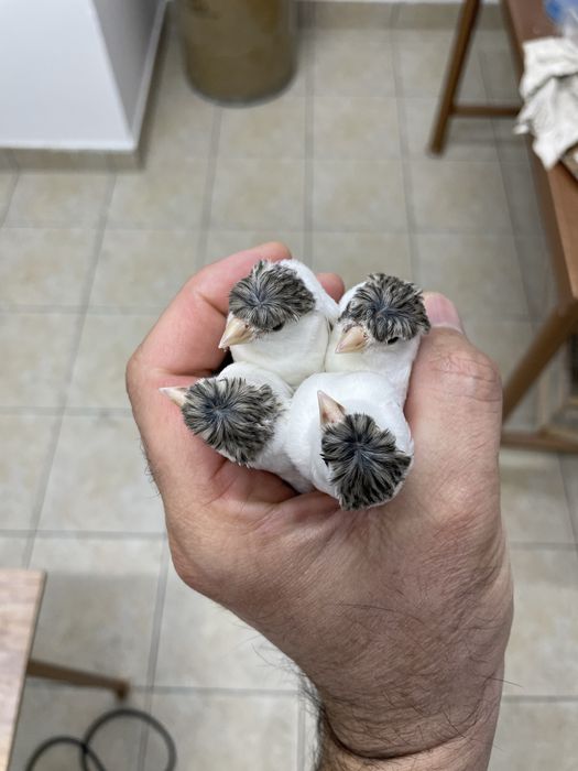 Канарейка сотилади