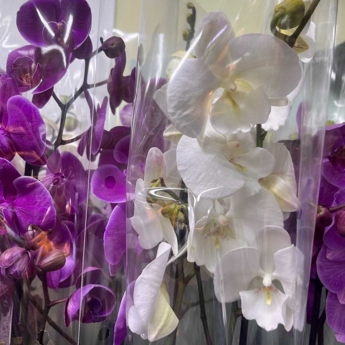ОРХИДЕИ в горшке