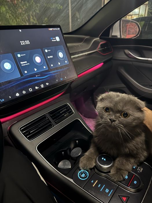 Мушук сотилади скотиш фолл