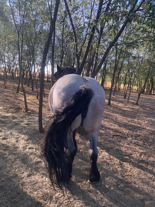 Vând iapă ardeneză