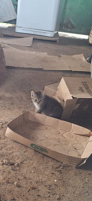 Отдам  котят в хорошие руки
