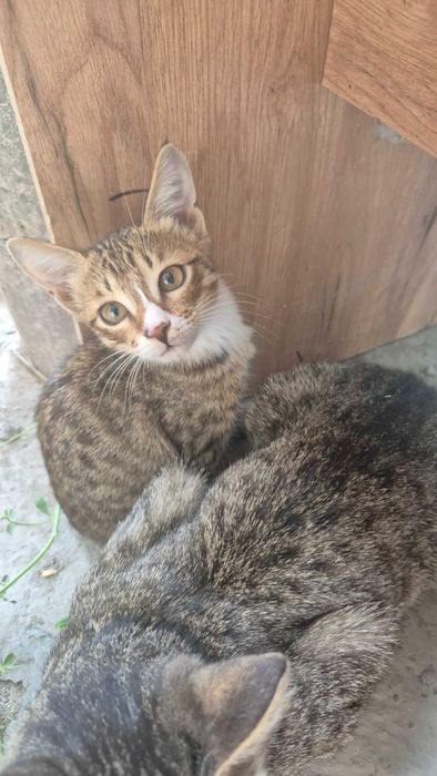 Котята маленькие