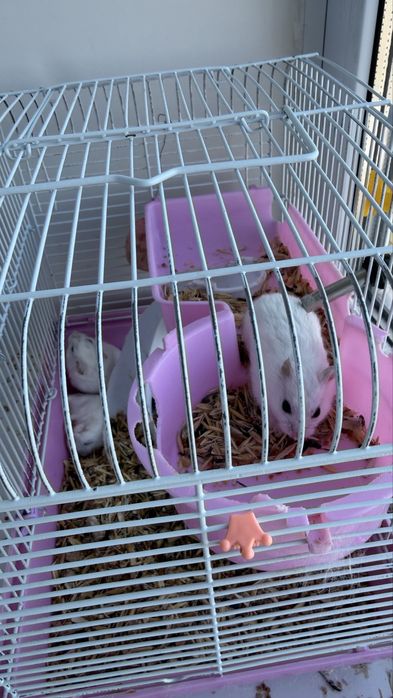 Хомячки для детей в хорошие руки