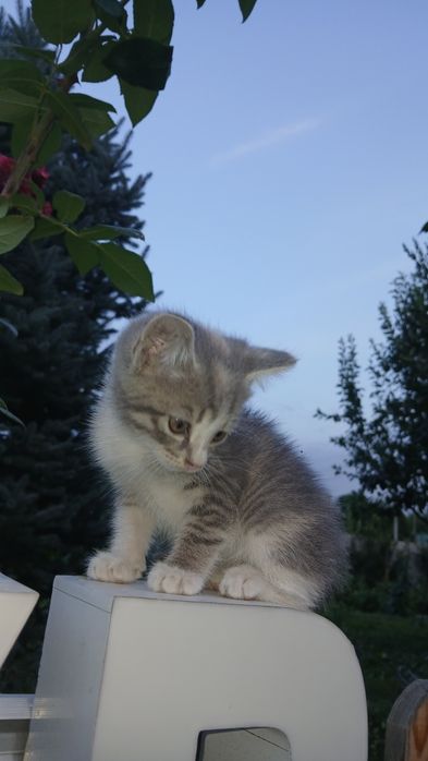 Отдам котенка в добрые руки