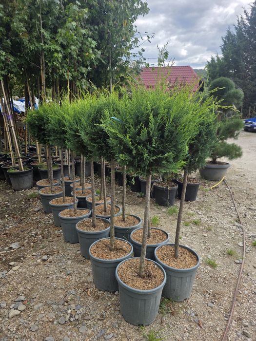 Amenajez gradini plante ornamentale