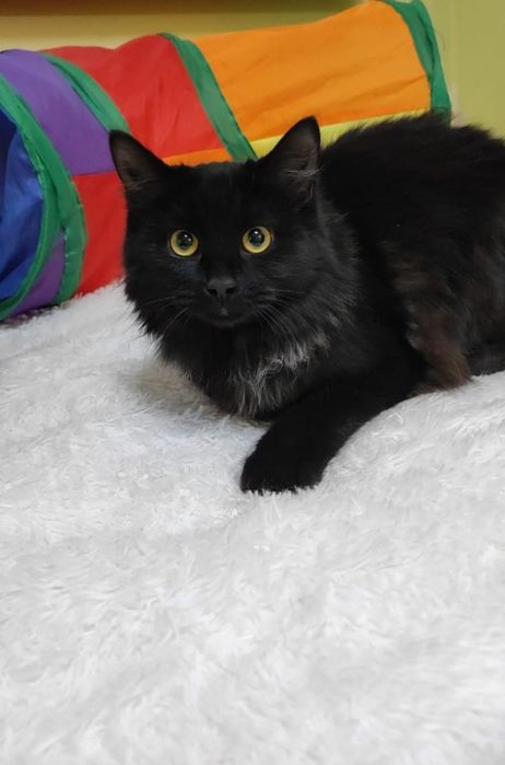 Кастрированный брутальный красавчик-Тайсон!