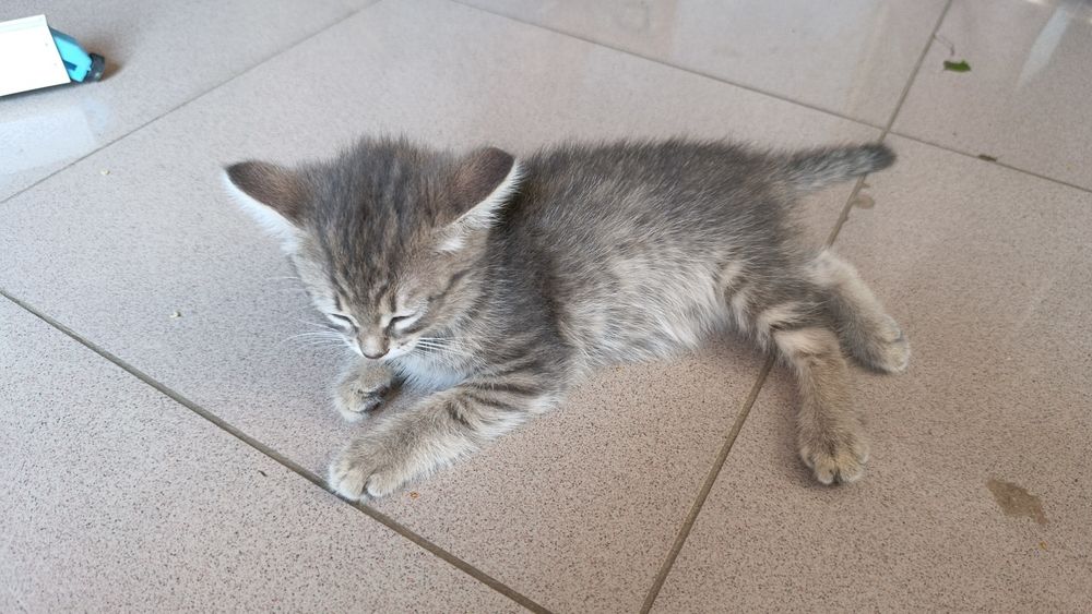 Отдам котят( девочки)