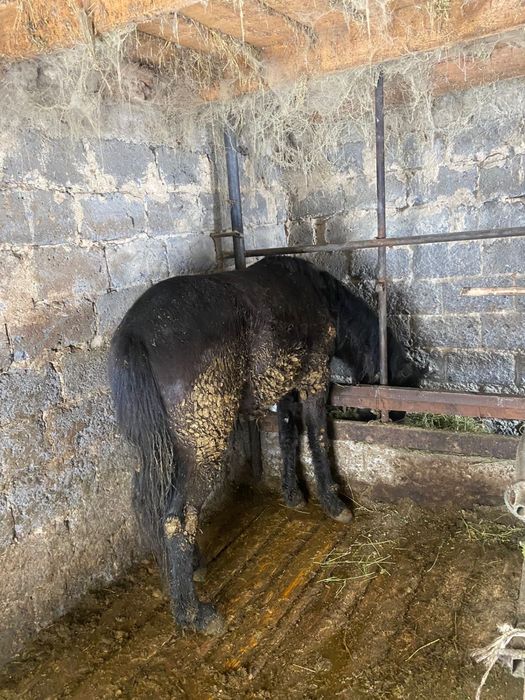 Продам полторашку