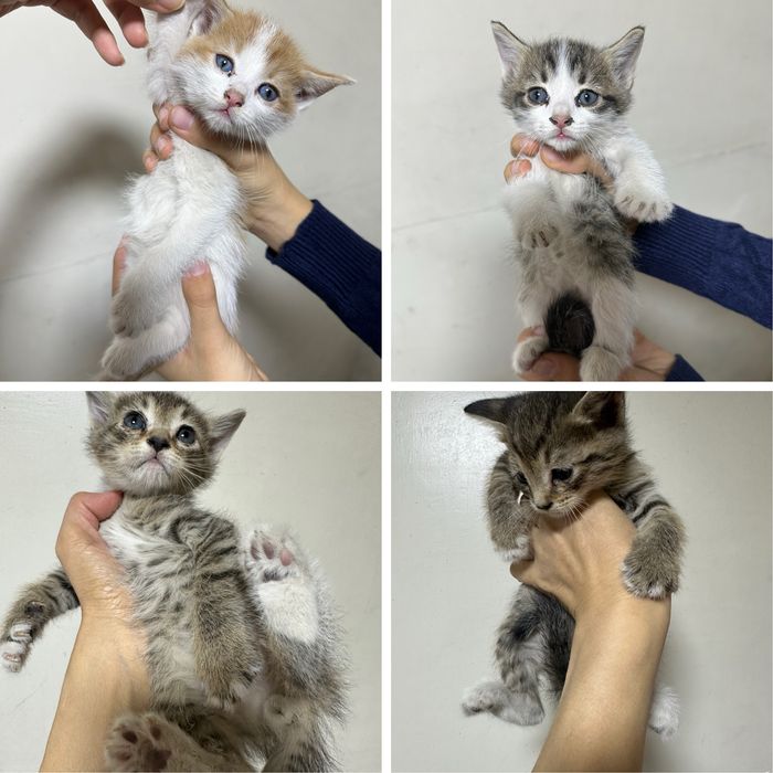 Котята бесплатно