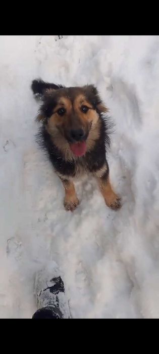 Внимание пожалуйста помогите Пропала собака