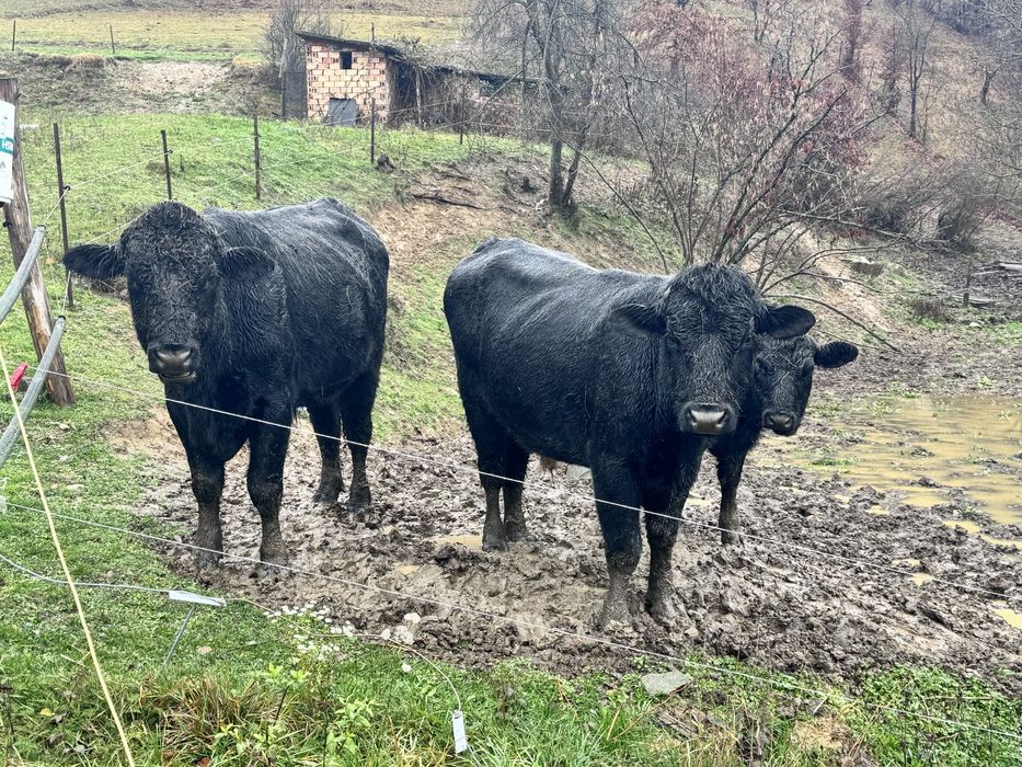 Продавам 2 женски месодайни телета - бременни!!!