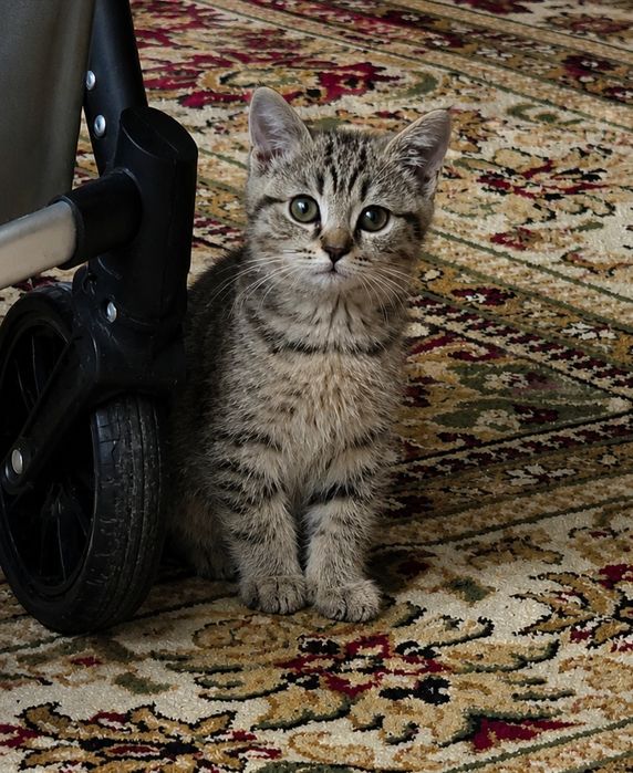 Шотландский котик, 3,5 месяца мальчик