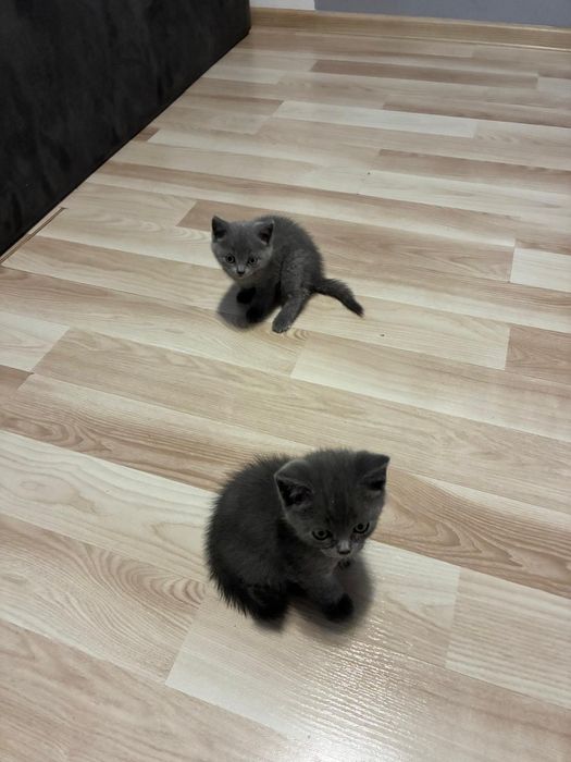 Vanz pui  british shorthair