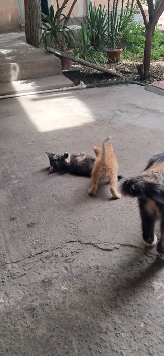 Продаются КОТЯТА