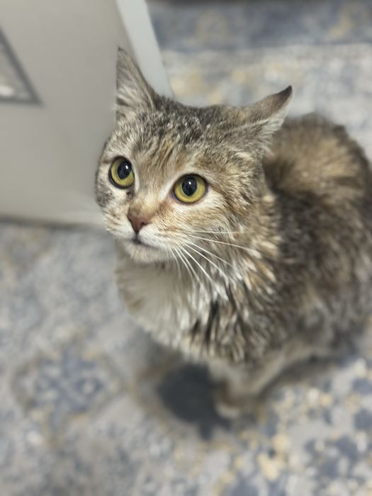 Ищем семью для котенка