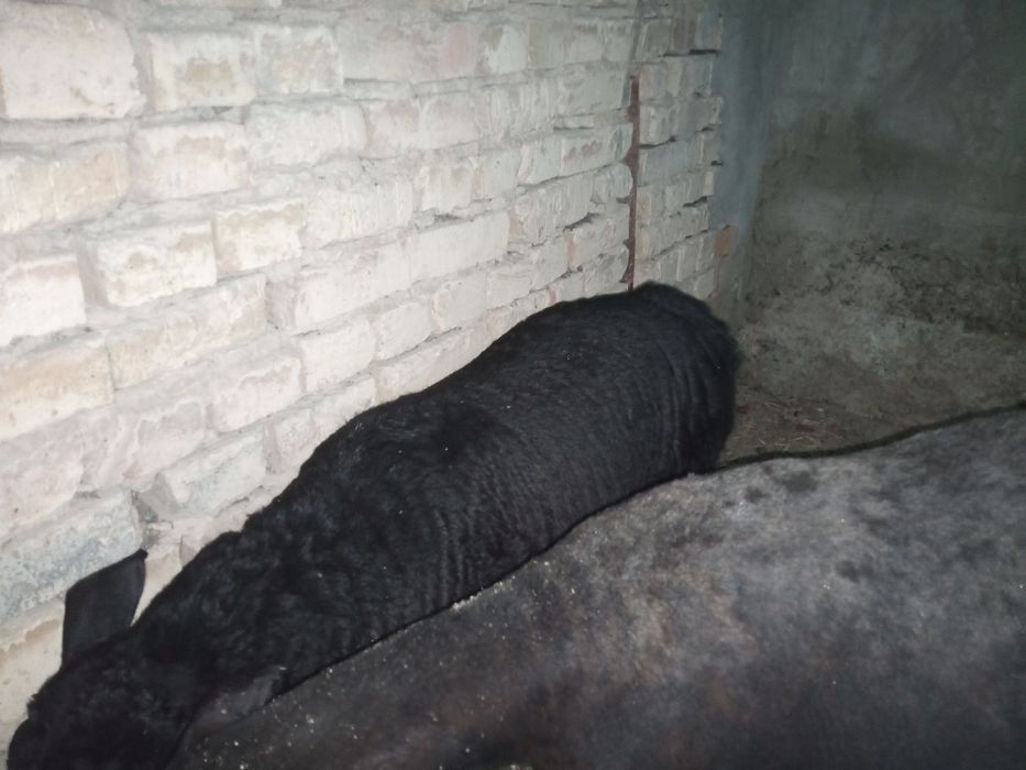 Она бола куй сотилади. Боласи иргочи