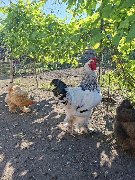 Цыплята брама на продажу