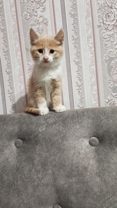 Котят в добрые руки