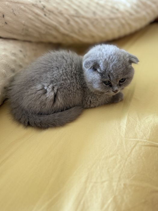Срочно продаеться Британская короткошерстная Кошка, зовут Киара