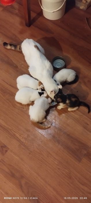 Малки котенца подарявам