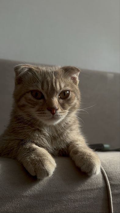 Котёнок Куки продается