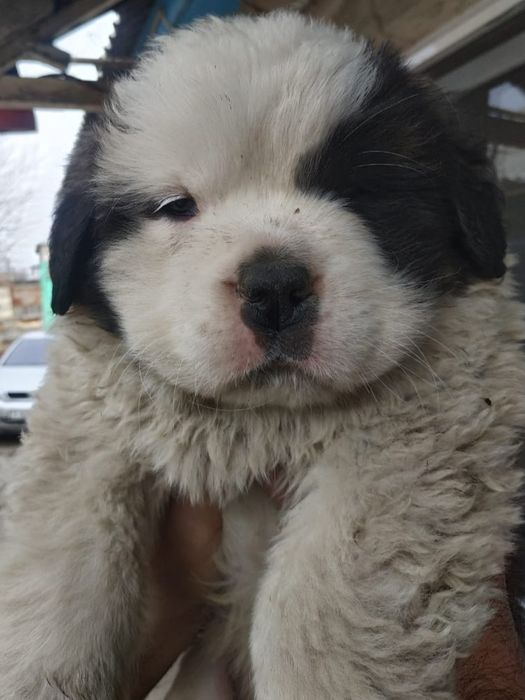 Продам щенков Сенбернар