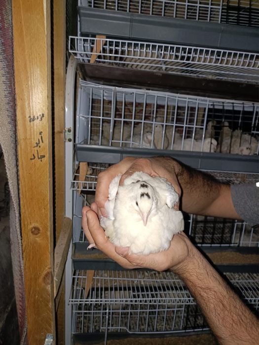 Texas A&M White (Beliy gigant) Bedana jo‘jalari!