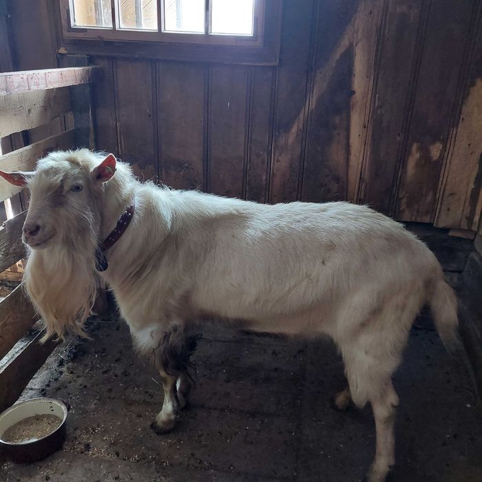 Tap saanen de prasila