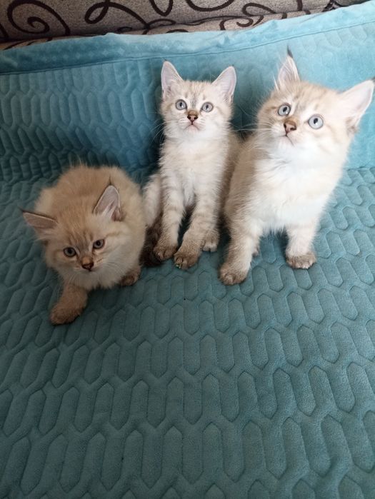 Отдам котят в добрые руки