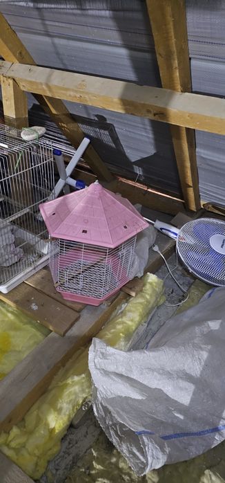 Vand custi papagali ,colivii