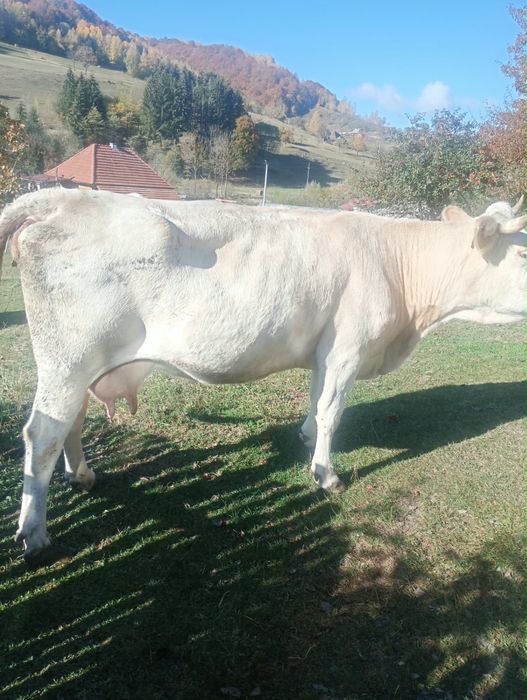 vaca bălțată romanească