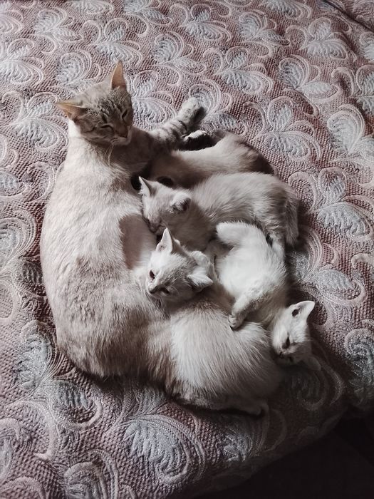 Отдам котят в добрые руки