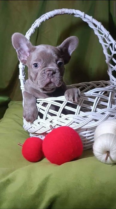 Bulldog francez de vanzare de culoare blue,fetita/transport