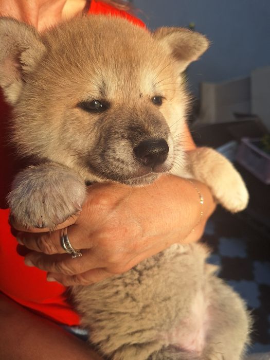 Catelusa Ajita Inu Japonez,superba