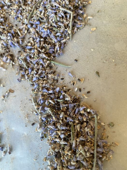 Lavanda urugi bor fransuskiy