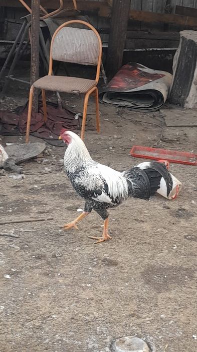 Продам хороших курей