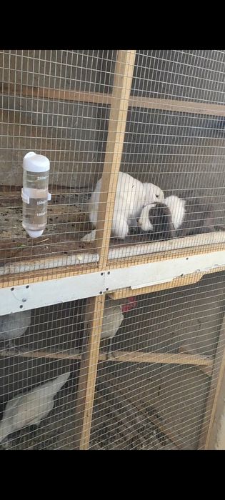 Quyon  para sotiladi erkak va urg‘ochi