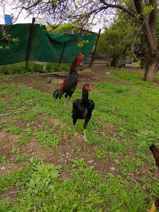 Дакан кораз сатылады