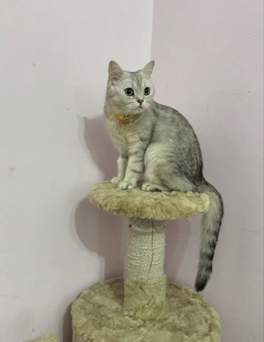 srebristiy shinshila soriladi