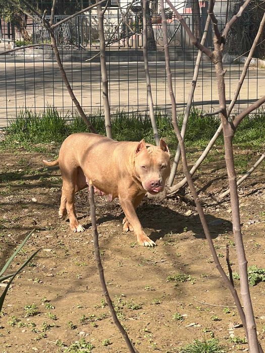 Пит-бультерьер девочка