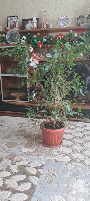 Цветок Фикус Бенджамина