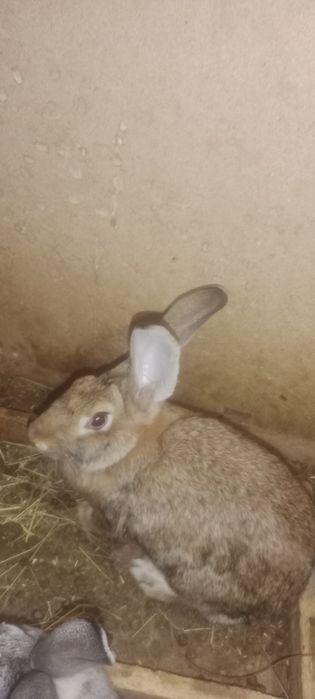 Продам двух самцов