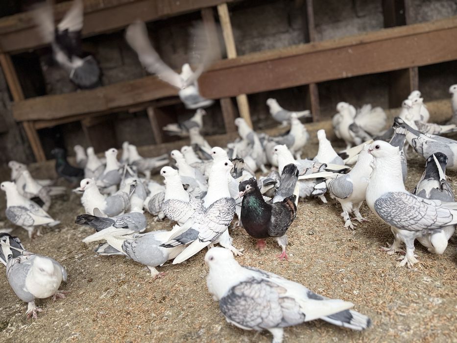 Porumbei Misirlii de vânzare – (Craiova )