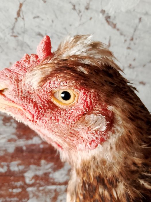 Продам курицу год чисто Китай чубатая